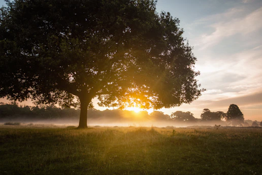 tree against golden sun