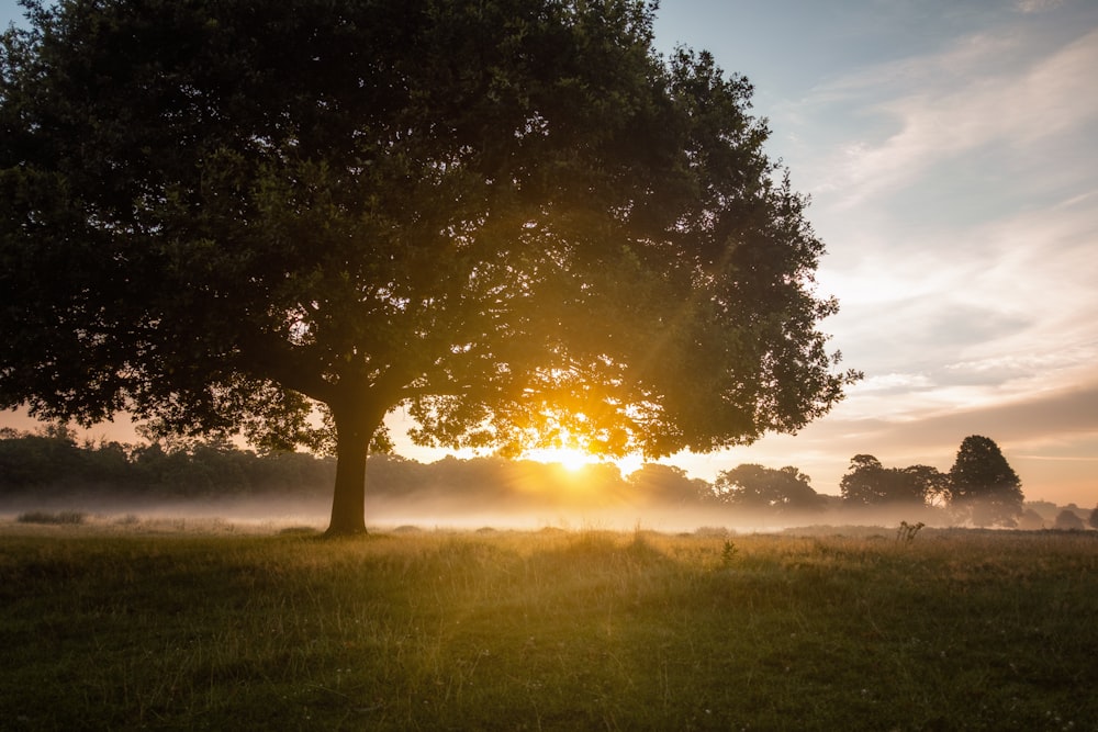 tree against golden sun