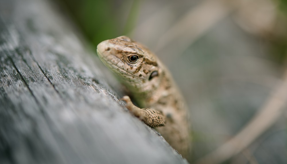 selective focus photography of gecko