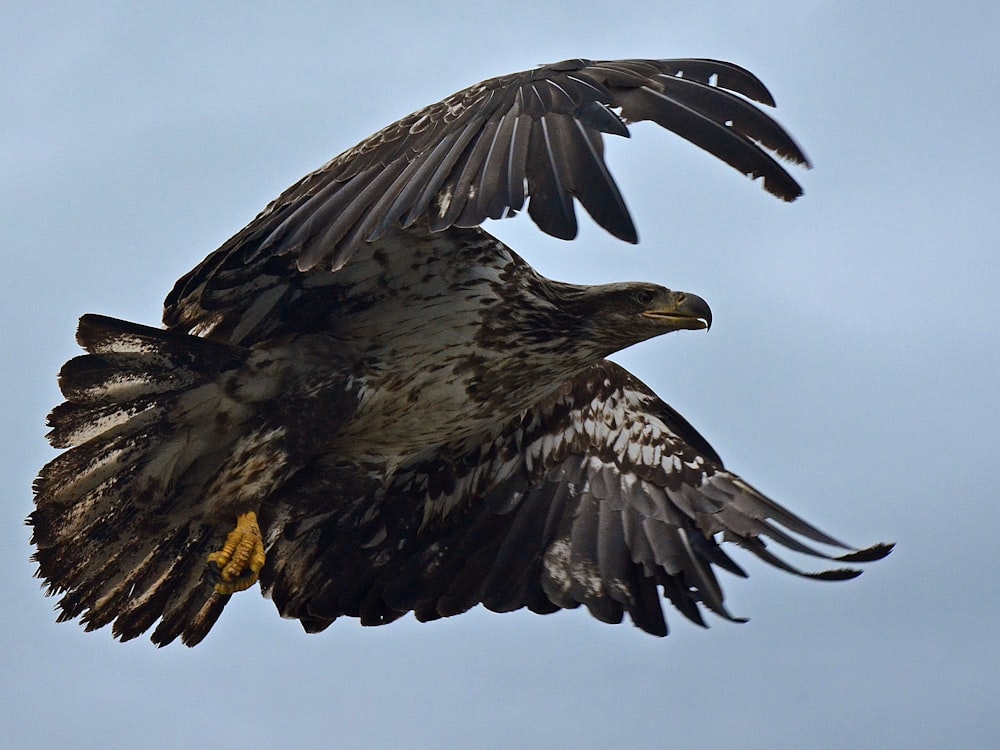 eagle flying under blue sky