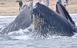 A marine biologist explaining whale behavior to eager tourists.
