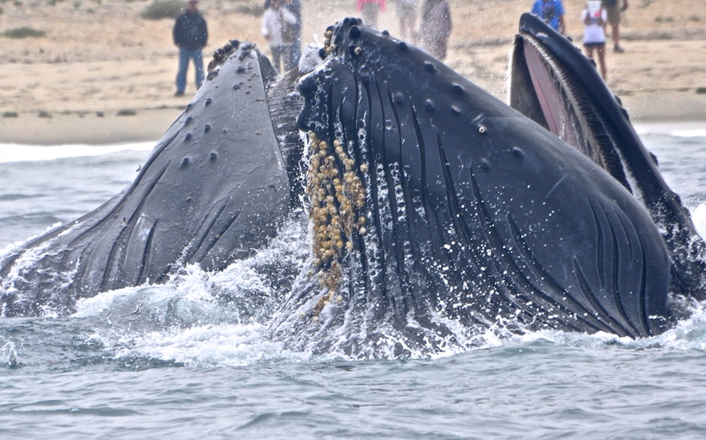 photograph of two sperm whales