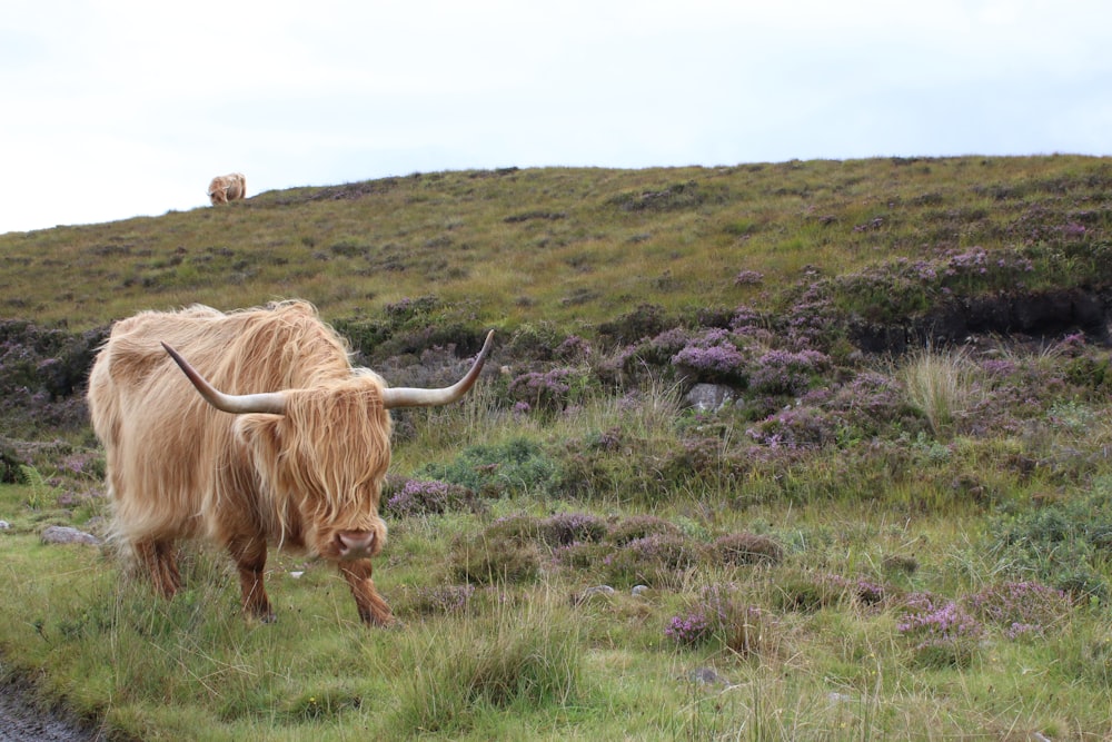 brown ox on grass field