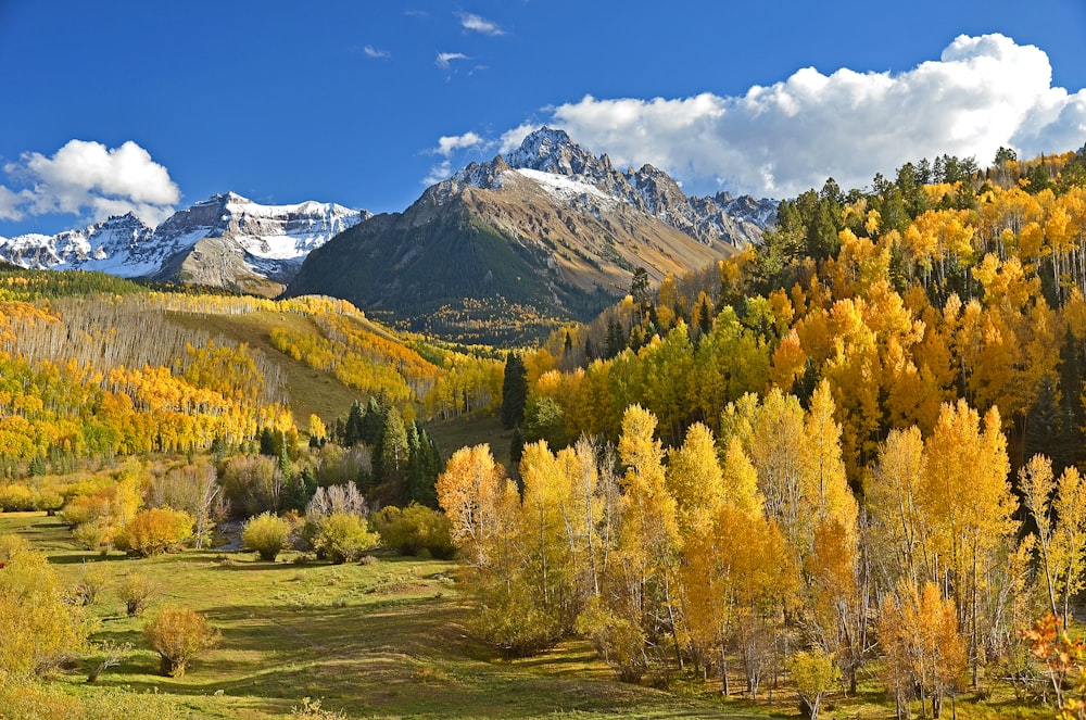 alberi verdi e beige accanto alle montagne