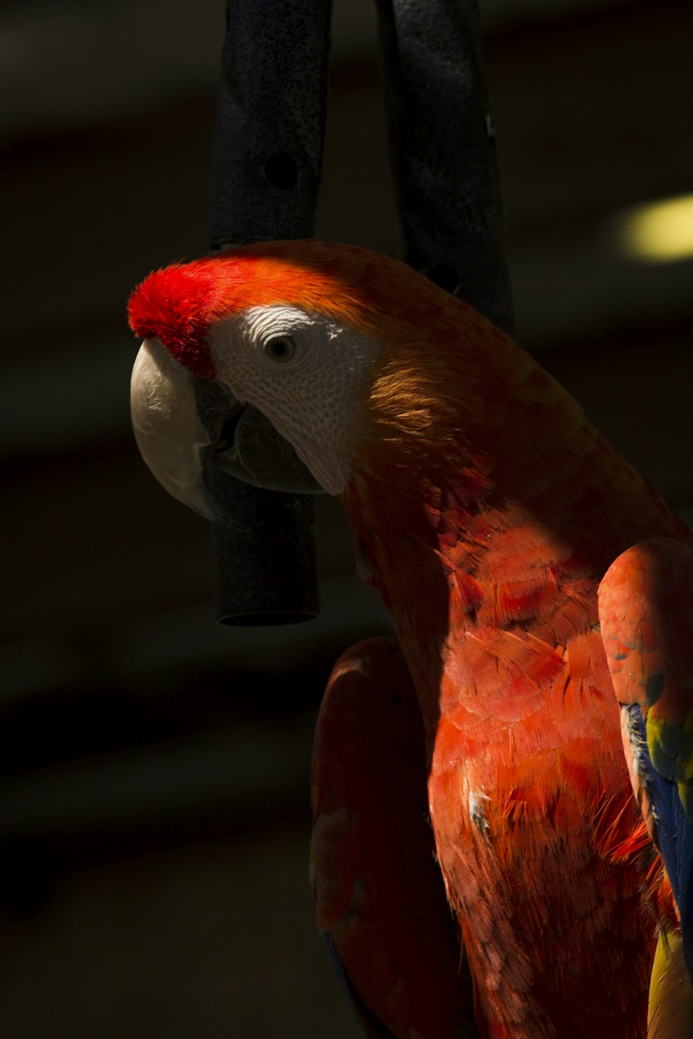 scarlet macaw bird