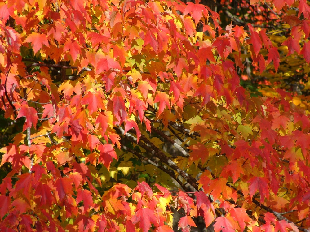 yellow and red poinsettia trees