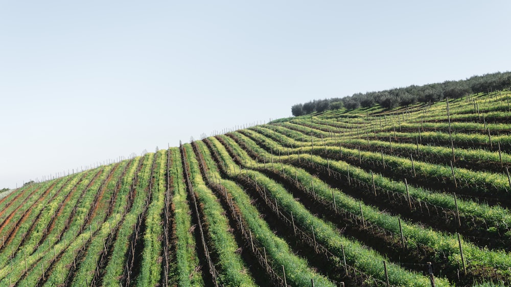 aerial photography of plant field