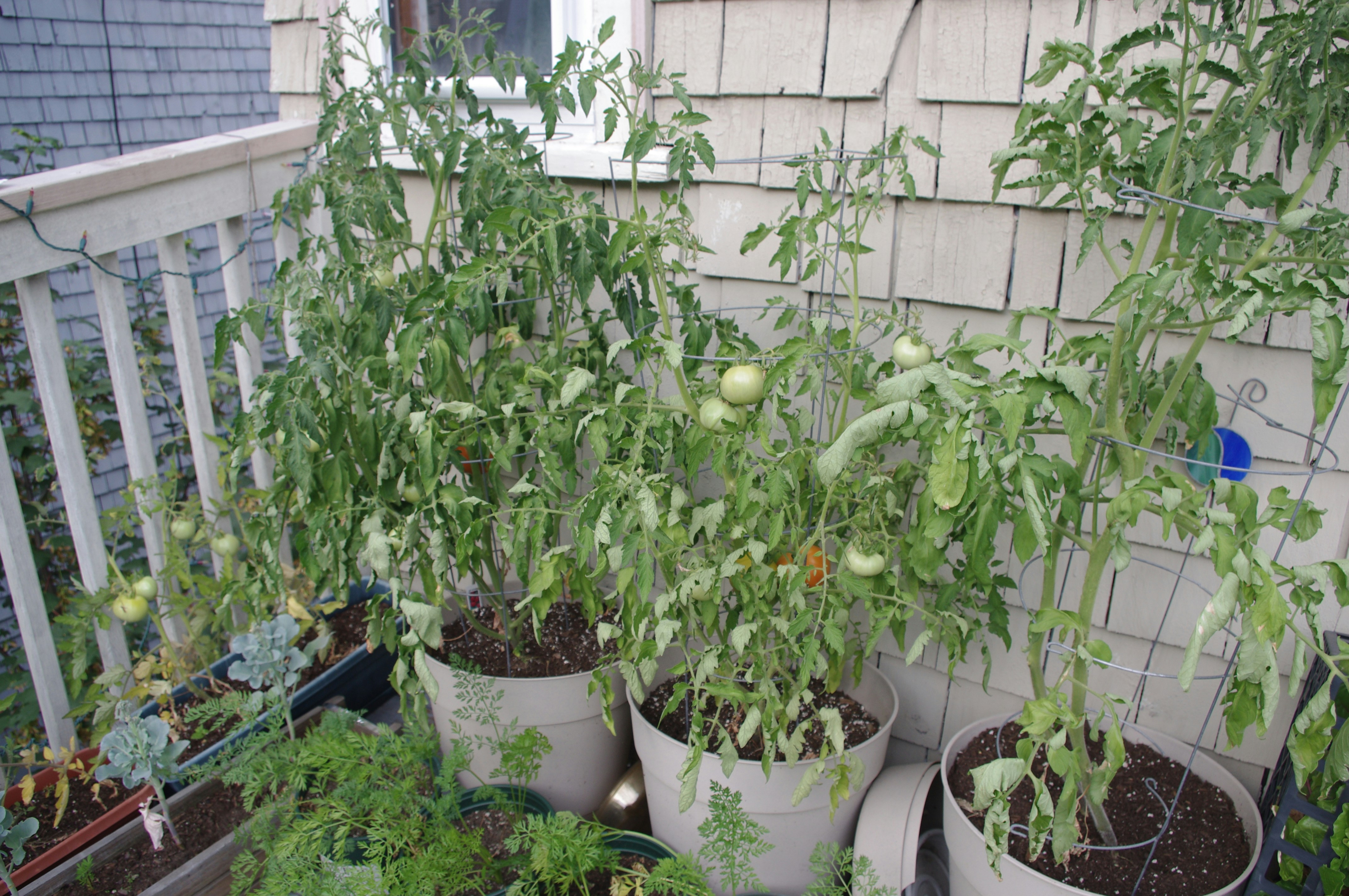 Growing tomatoes in pots: A person holding a potted tomato plant on their balcony