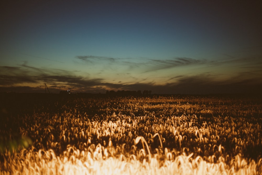 brown rice field