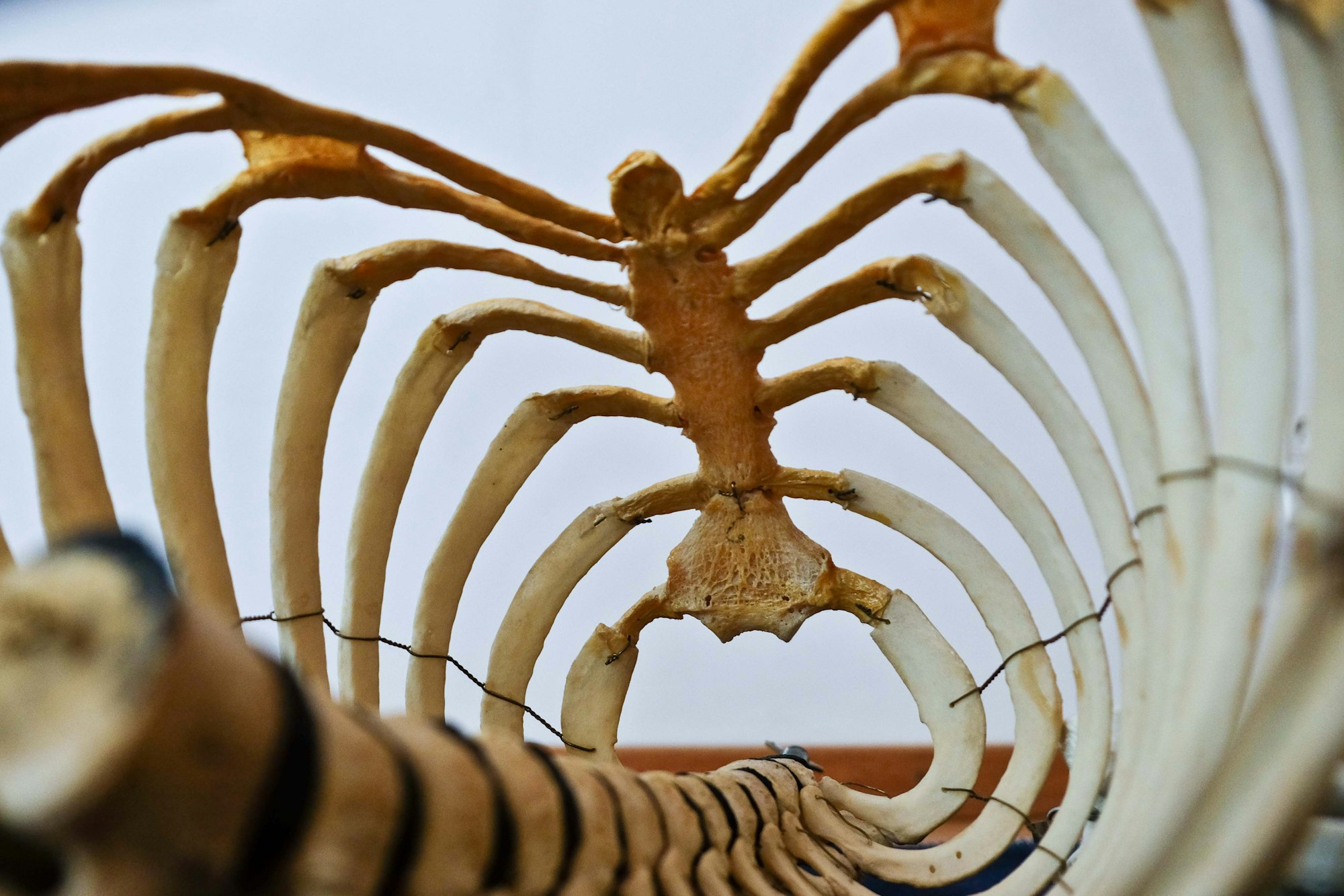 Anatomy human body. This picture depicts a ribcage. The school owns a number of real human bones which were purchased about 70 years ago when trading with human bones was still legal.