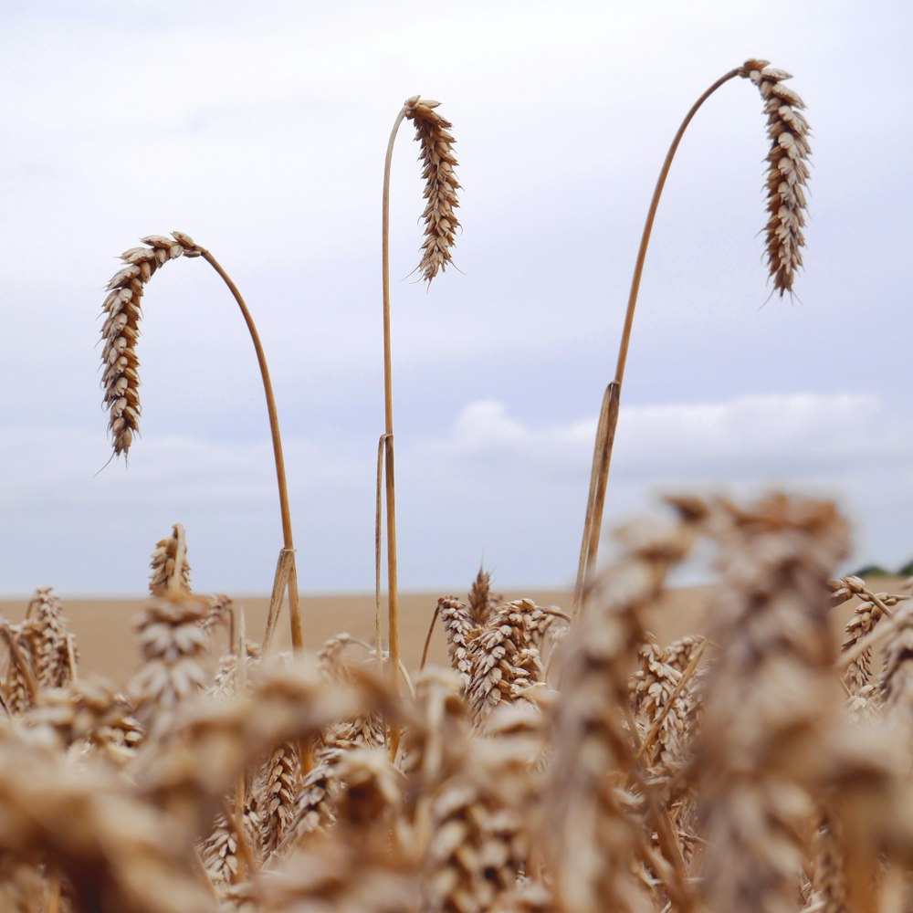 selective focus photography of hay