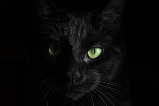 macro photography of black cat