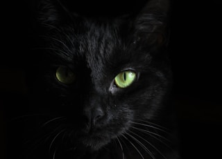 macro photography of black cat