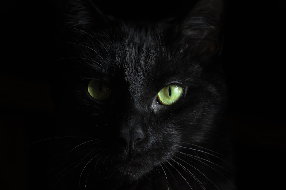 macrophotographie de chat noir