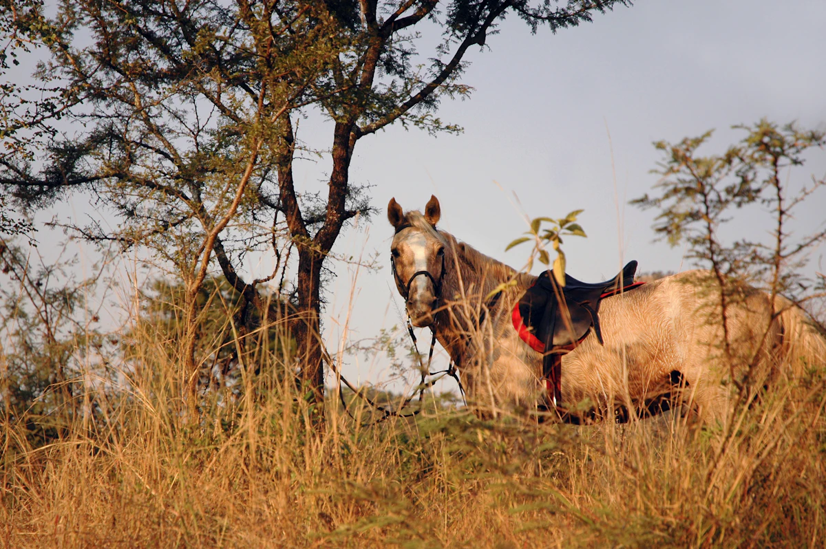 Brown horse standing beside a tree
