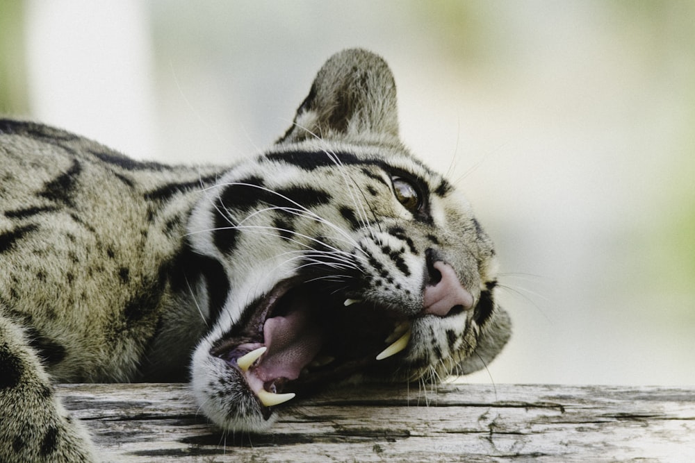 howling bengal cat