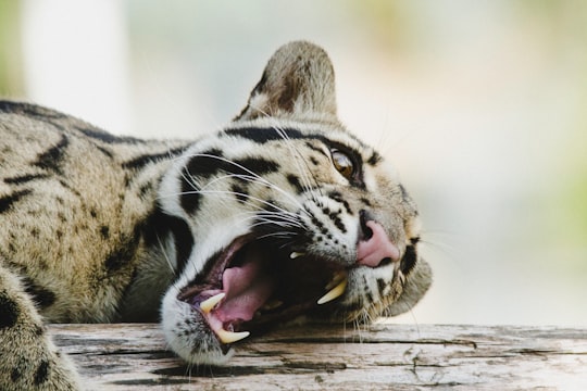 howling bengal cat in Eskilstuna Parken Zoo Sweden