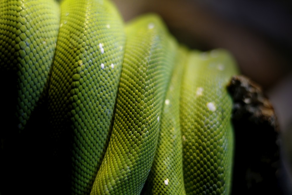 녹색 비단뱀