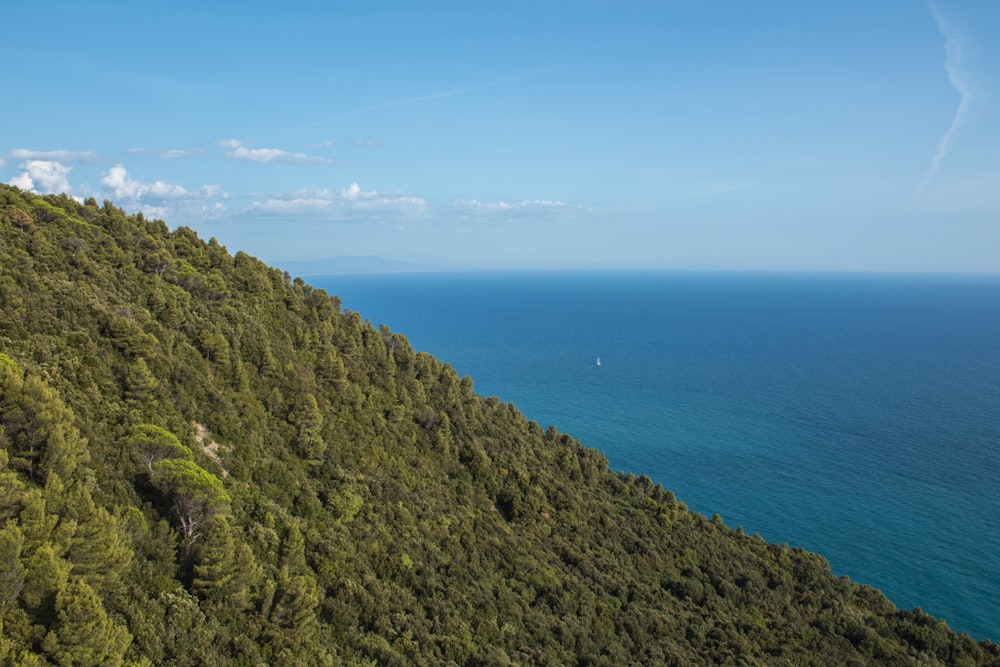 forest beside sea at daytime