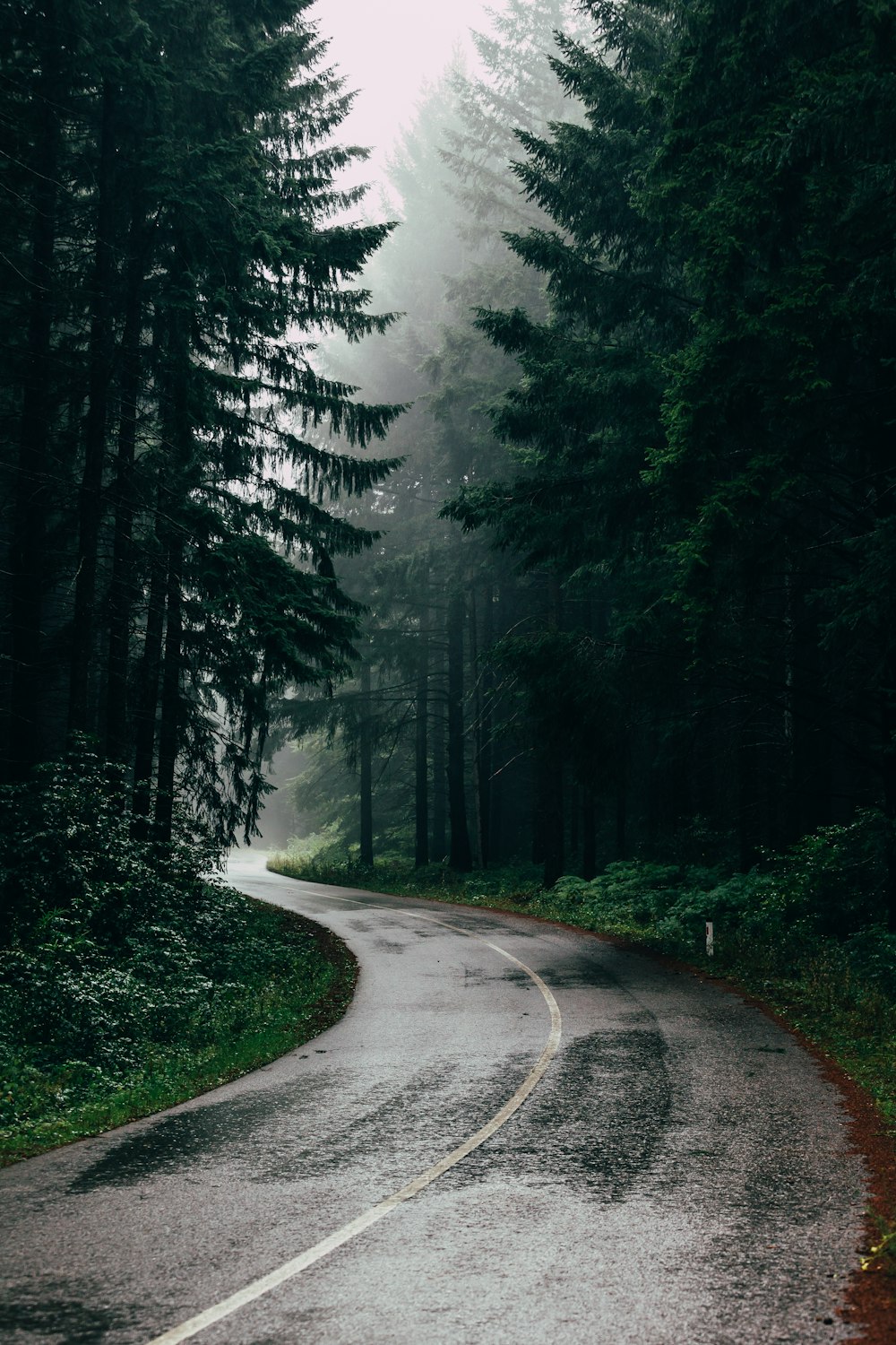 green leafed trees during daytime