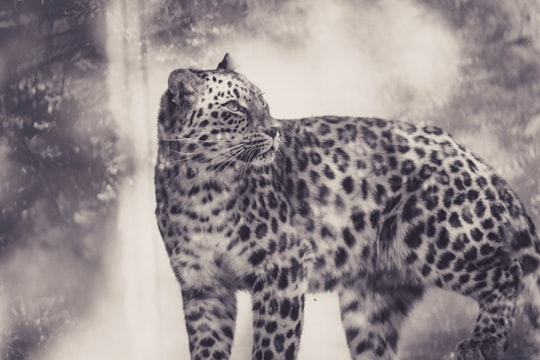 snow leopard in Eskilstuna Parken Zoo Sweden