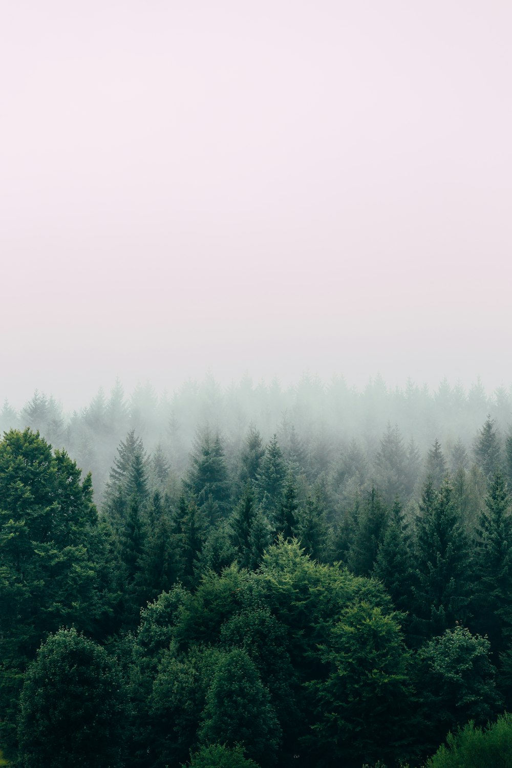 aerial photography of forest