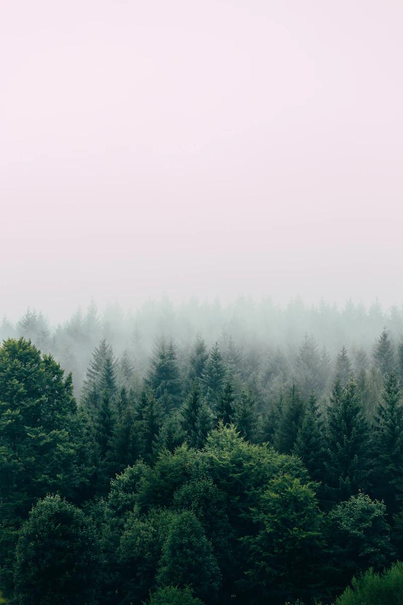 Woodland at dawn