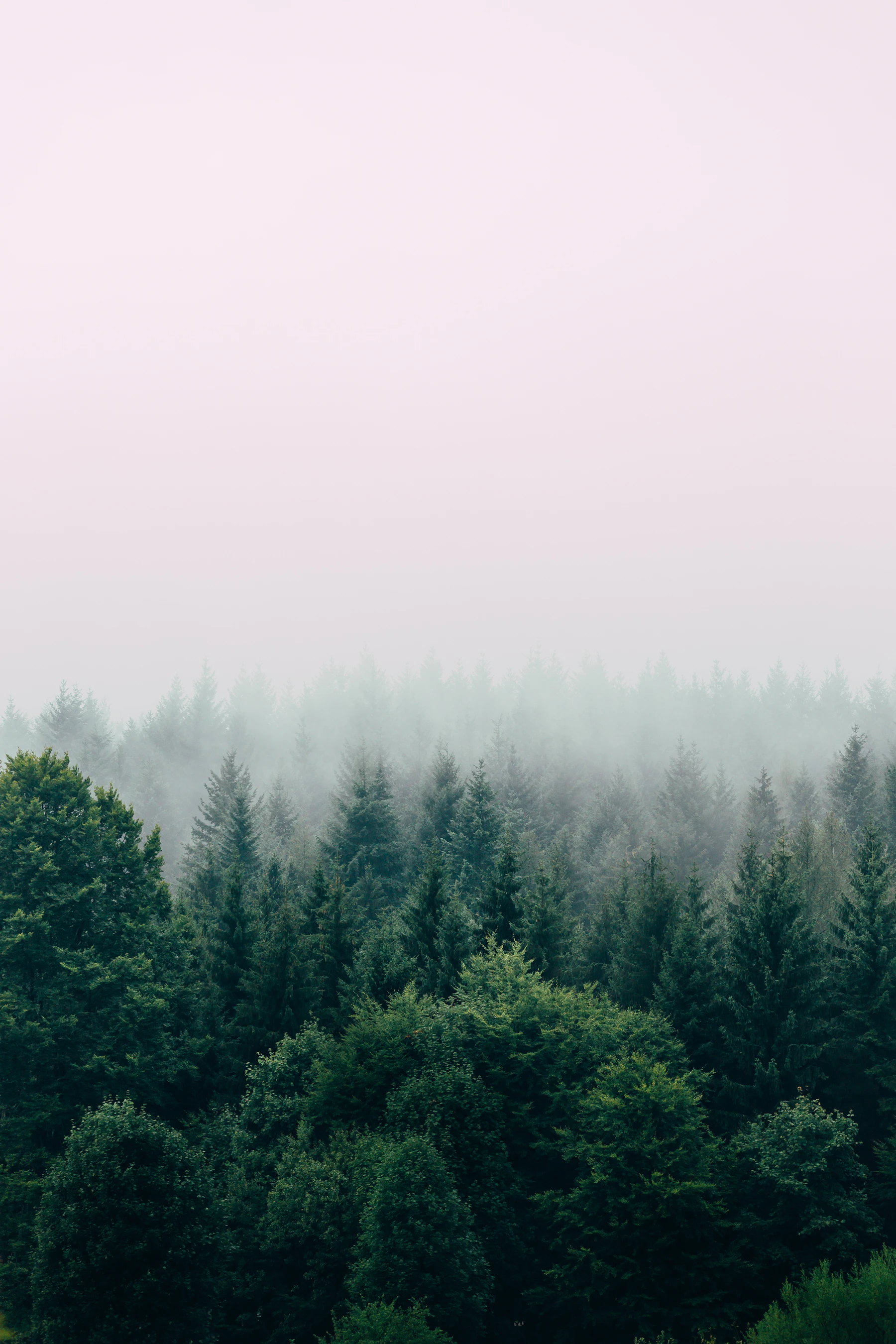 Conifer forest with low fog drifting between the trees