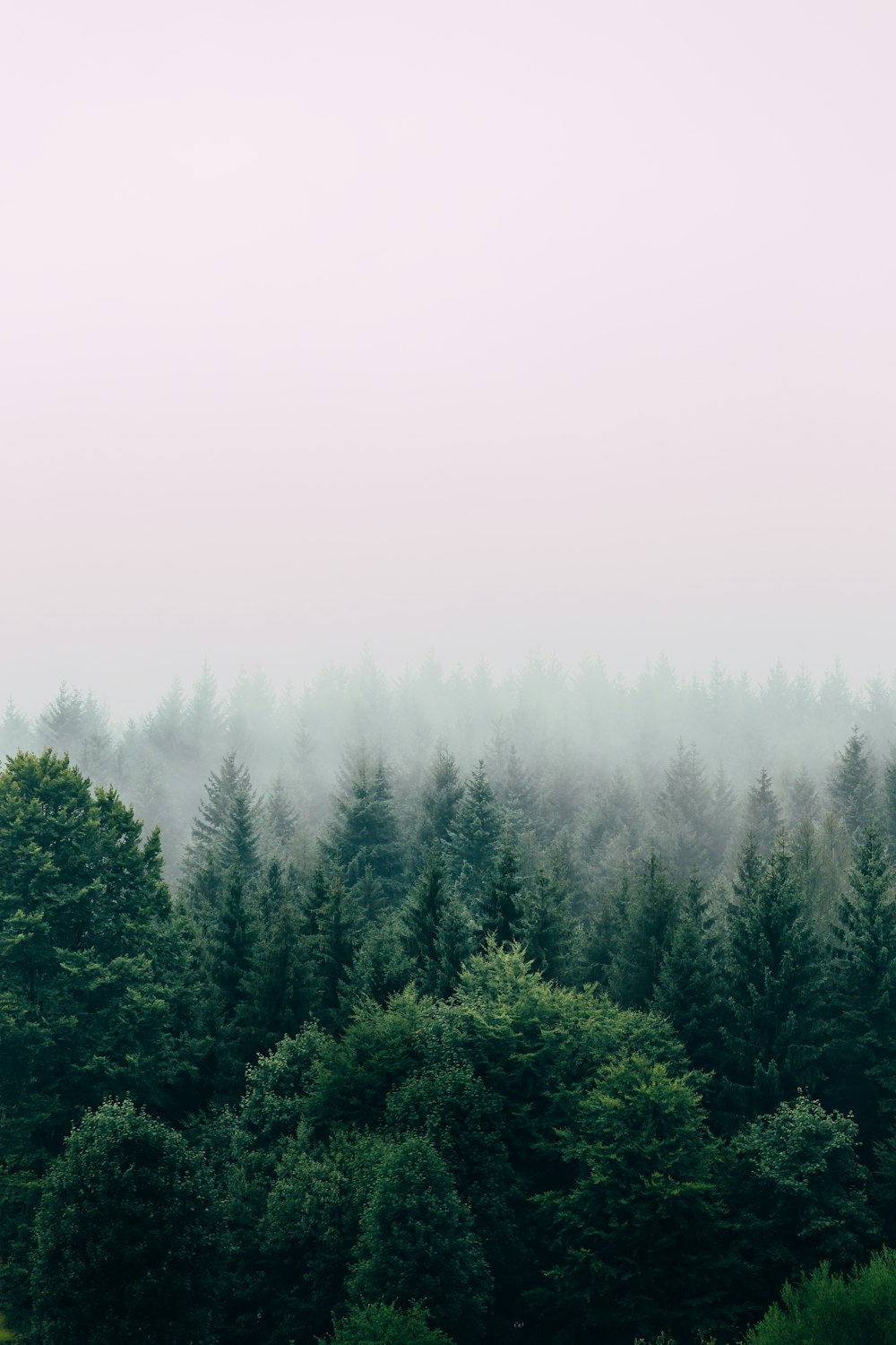 Green Environment Pictures | Download Free Images on Unsplash