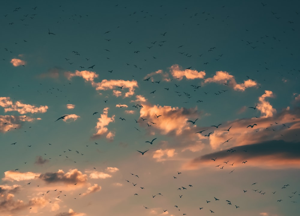 flying birds during sunset