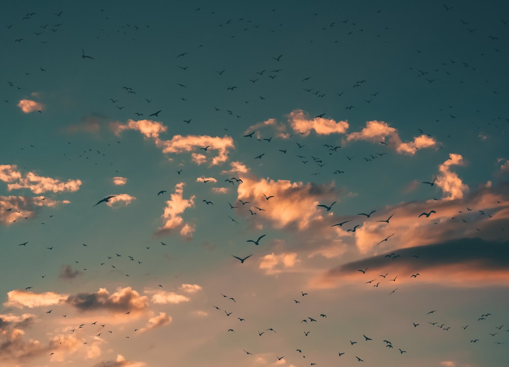 Pájaros voladores durante la puesta de sol