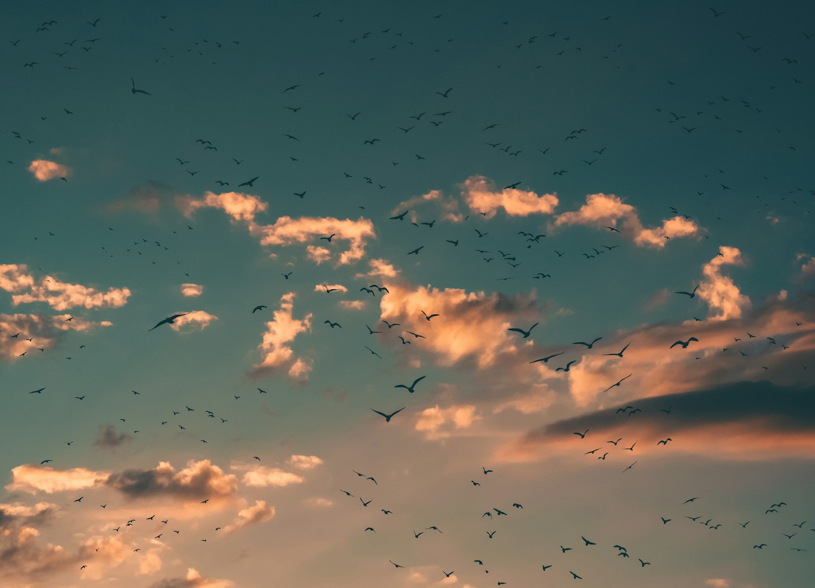 Nikon AF-S DX Nikkor 18-135mm F3.5-5.6G ED-IF sample photo. Flying birds during sunset photography