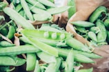 Vibrant fresh green peas and sweet corn displayed in a market setting.