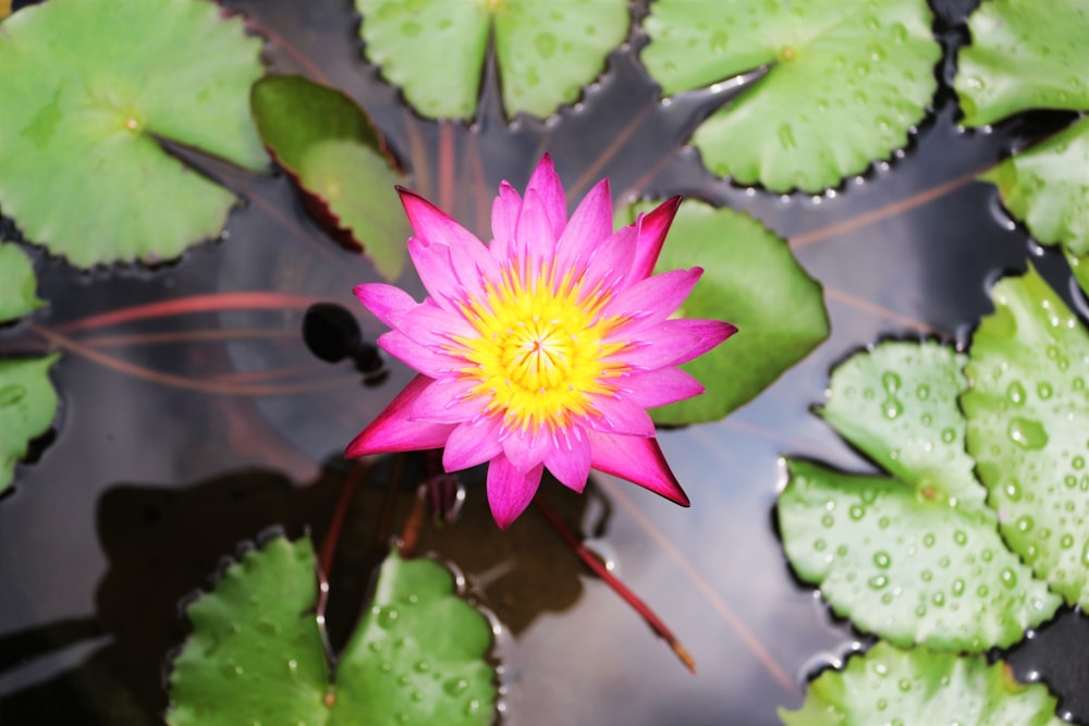 fleur de lotus rose