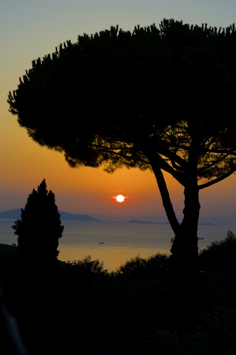 silhouette of tall tree near ocean during golden hour