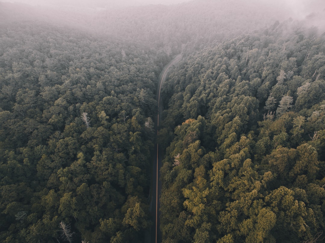 Forest photo spot Blue Ridge Mountains Blowing Rock