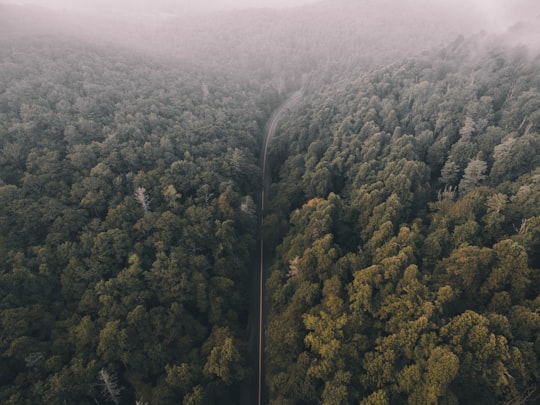 aerial photography of road between forest in Blue Ridge Mountains United States