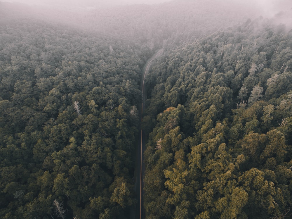 aerial photography of road between forest