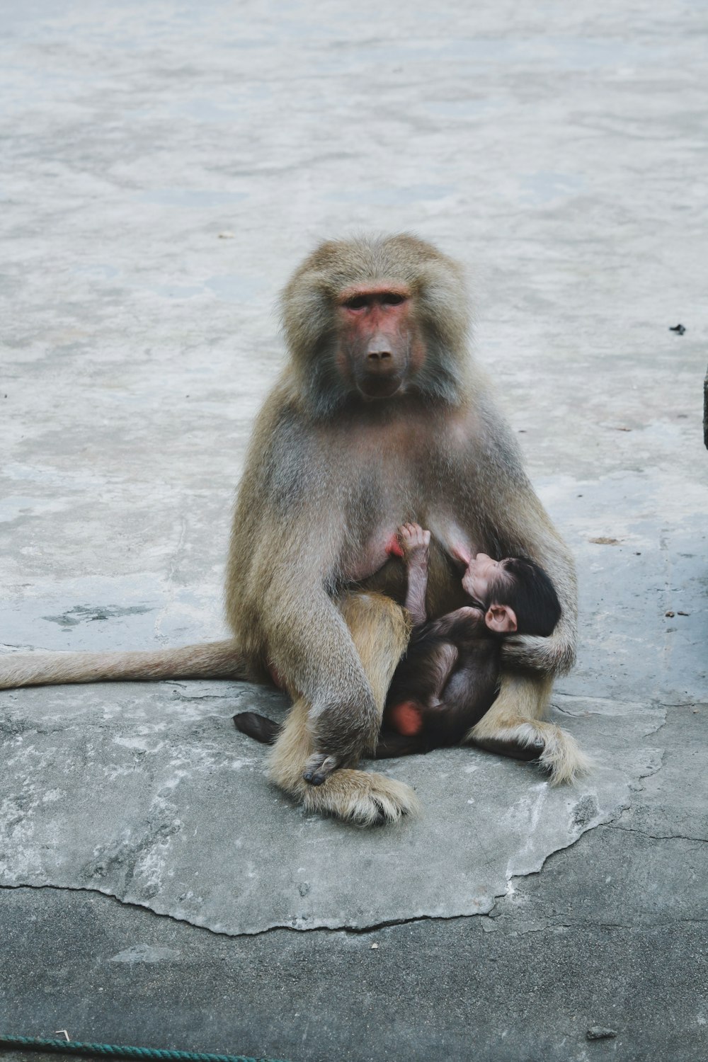 gray and black baboon