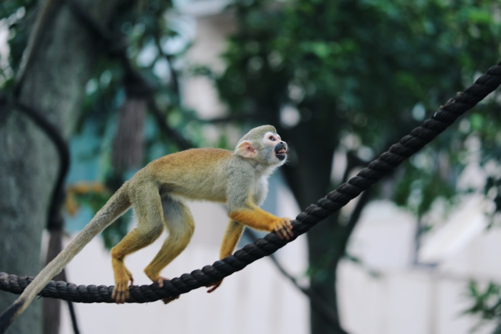 white monkey climbing on a black rope