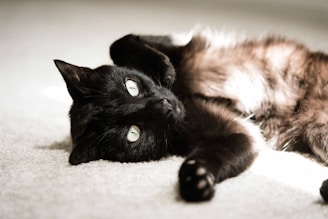 A black cat is lying on its back, with its white eyes gazing softly into the distance. The fur transitions from black on the head to a lighter brown on the body, with a patch of white visible on the chest. The coarse texture of the carpet complements the soft appearance of the cat's fur.