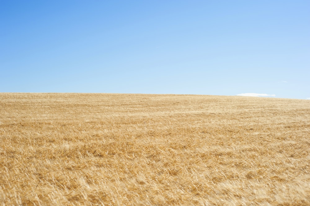 Campo de arroz durante o dia