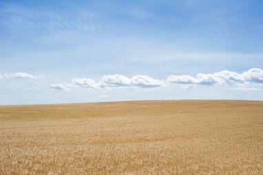 desert under blue skies