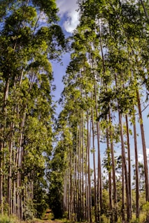 Tall eucalyptus trees line both sides of a dirt path, creating a natural corridor. Sunlight filters through the leaves, casting dappled shadows on the ground. The sky is clear with some clouds visible above the treetops.