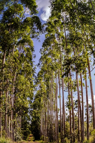 Tall eucalyptus trees line both sides of a dirt path, creating a natural corridor. Sunlight filters through the leaves, casting dappled shadows on the ground. The sky is clear with some clouds visible above the treetops.