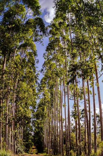 Sunlight filtering through eucalyptus leaves onto a peaceful walking path near the residences.