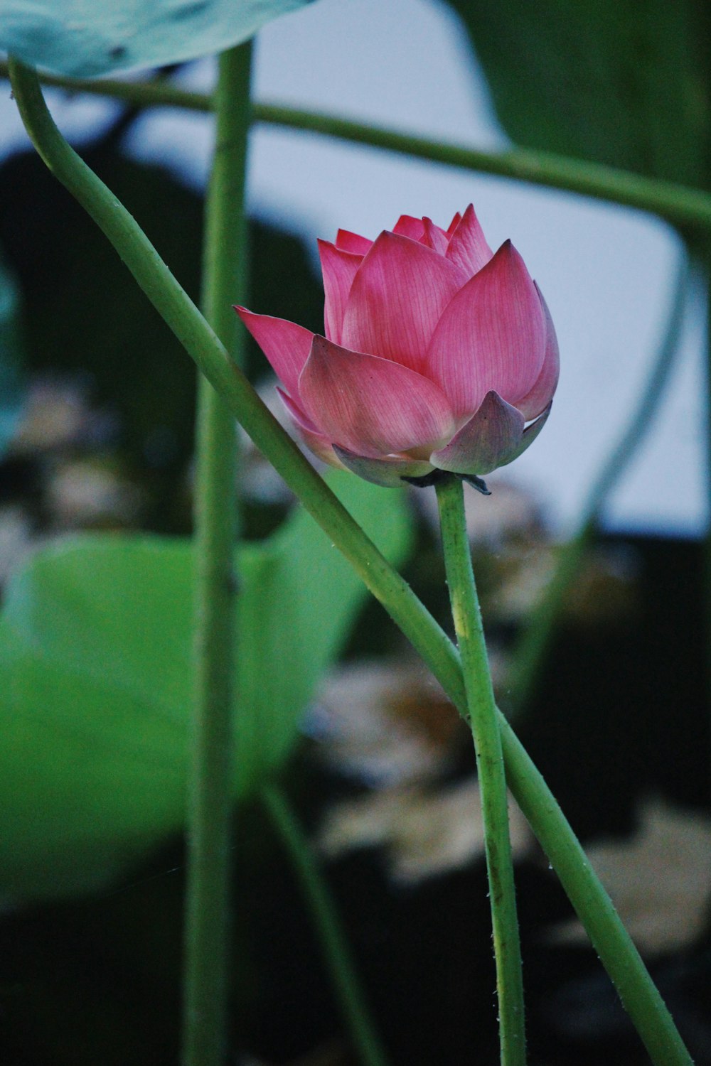 A single pink flower up close.