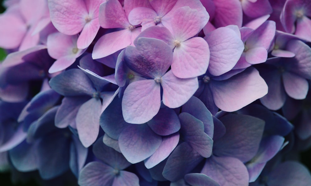 rosa und violette Blüten