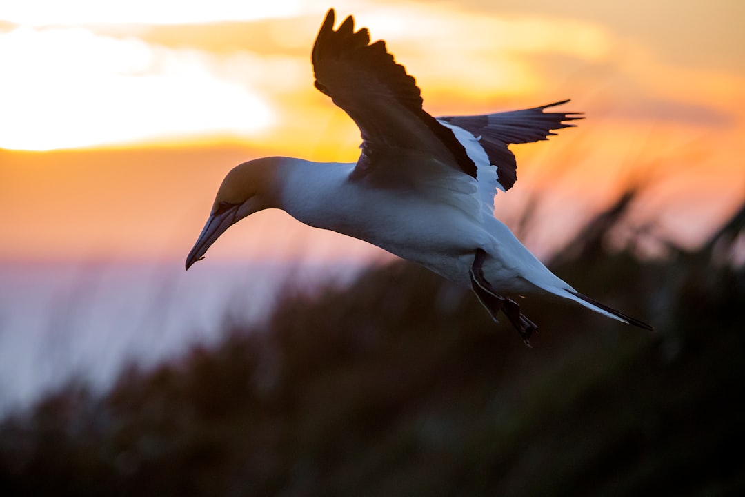 Wildlife photo spot Muriwai Gannet Colony Cornwall Park