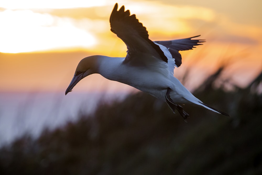 oiseau blanc et brun